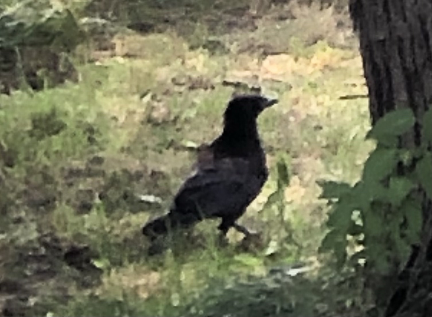 Nevermore? – Letters to Rachel