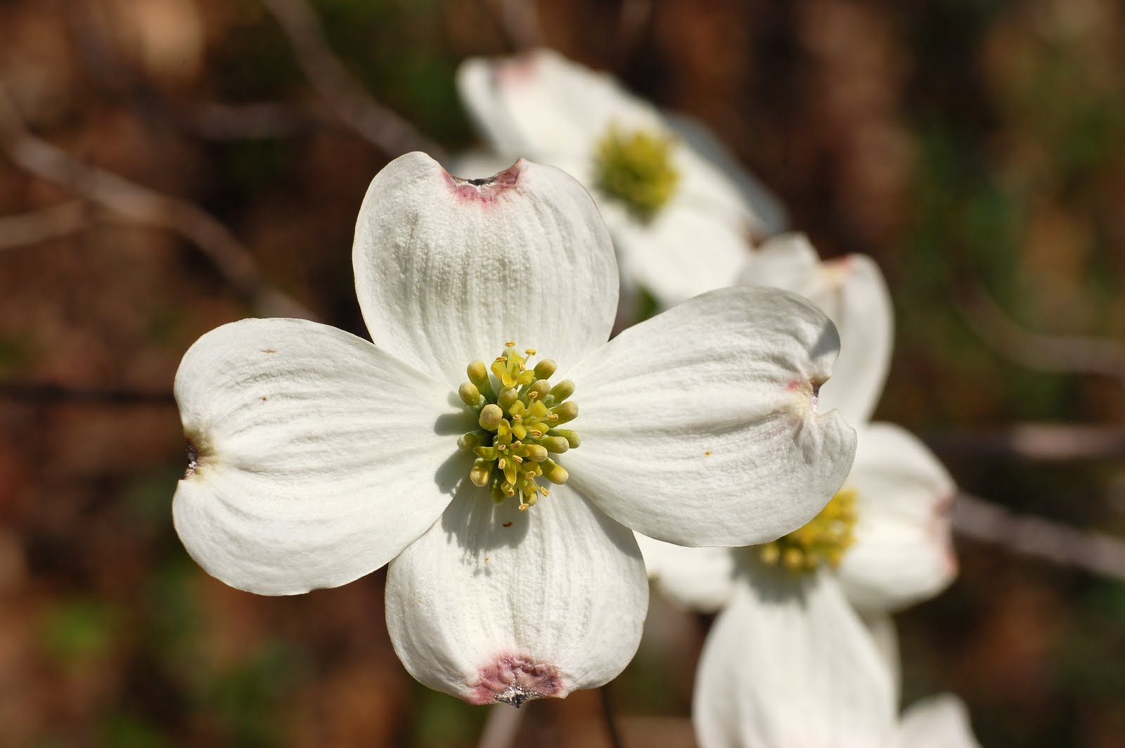 Richly Blessed: The Story Of The Dogwood